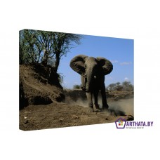 Картина на холсте по фото Модульные картины Печать портретов на холсте Слон в пустыне