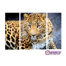 Леопард - Модульная картины, Репродукции, Декоративные панно, Декор стен
