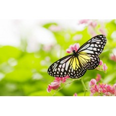 Фотообои - Прекрасная бабочка