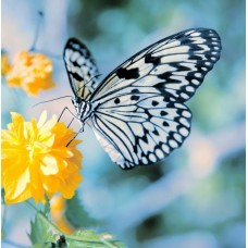 Фотообои - Бабочка с белыми крыльями