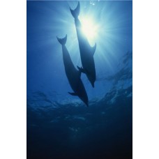 Фотообои - Два дельфина