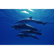 Фотообои - Косяк дельфинов