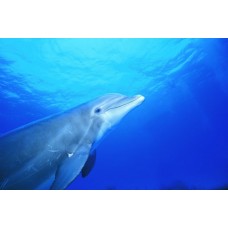 Фотообои - Дельфин услышал голоса