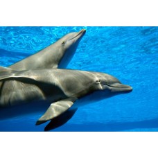 Фотообои - Друзья человека - дельфины