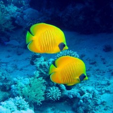 Фотообои - Желтые рыбки