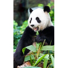 Фотообои - Панда ест бамбук