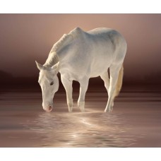 Фотообои - Белый конь