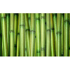 Фотообои - Стебли бамбука