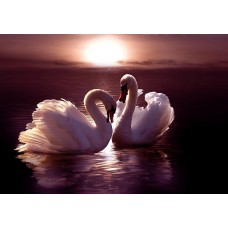 Фотообои - Два лебедя