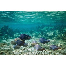 Фотообои - Морские рифы